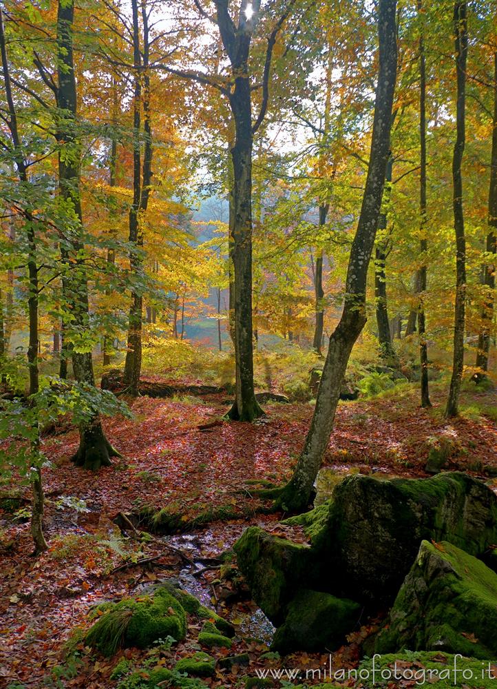 Biella, Italy - Autumn forest in backlight near the Sanctuary of Oropa